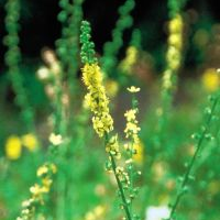 Agrimony