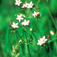 Centaury