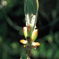 Chestnut bud