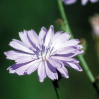 Chicory