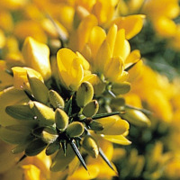 Gorse