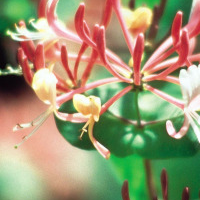 Honeysuckle