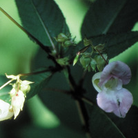 Impatiens