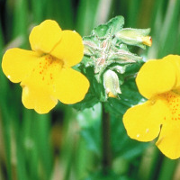 Mimulus