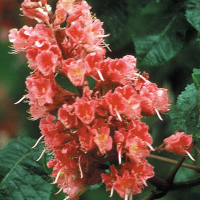 Red chestnut