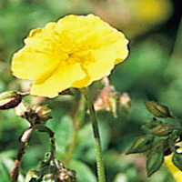 Rock rose