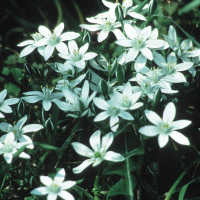 Star of Bethlehem