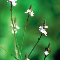 Vervain