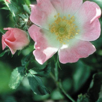 Wild rose